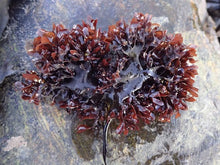 Load image into Gallery viewer, Irish Sea Moss (Chrondus Crispus)
