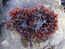 Load image into Gallery viewer, Irish Sea Moss (Chrondus Crispus)