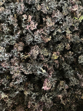 Load image into Gallery viewer, Irish Sea Moss (Chrondus Crispus)