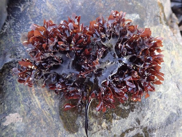 Irish Sea Moss (Chrondus Crispus)